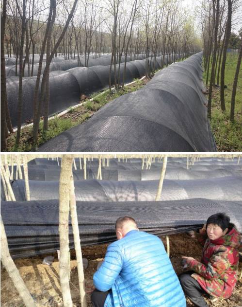 林下種植羊肚菌、赤松茸 中冠牡丹撐起一把致富傘